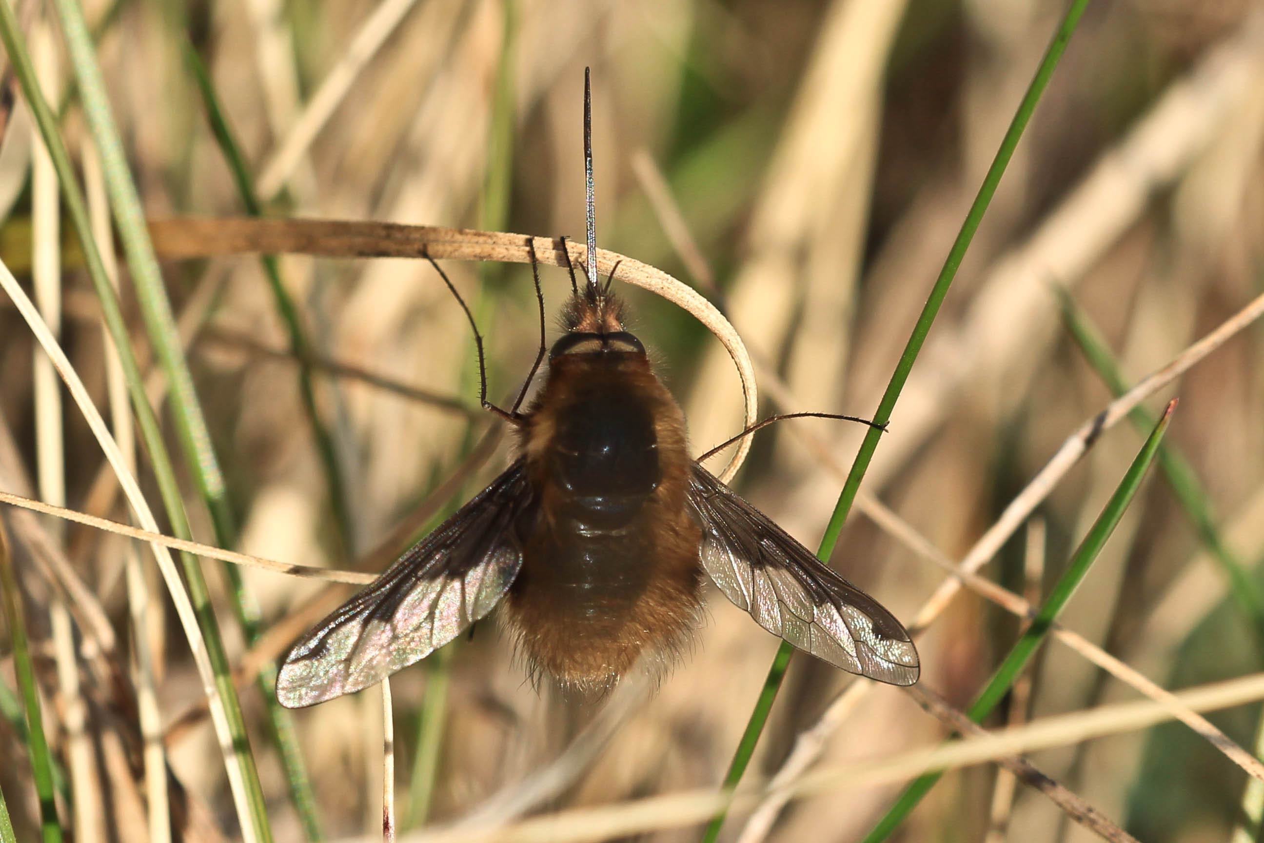 Bombyliidae: Bombylius major